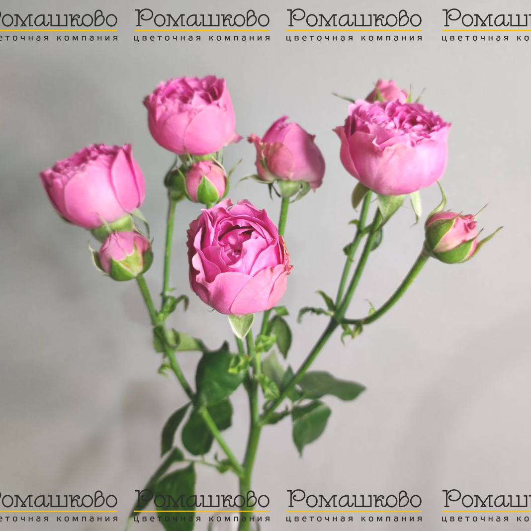 Роза кустовая Мисти баблс (Голландия) 40см