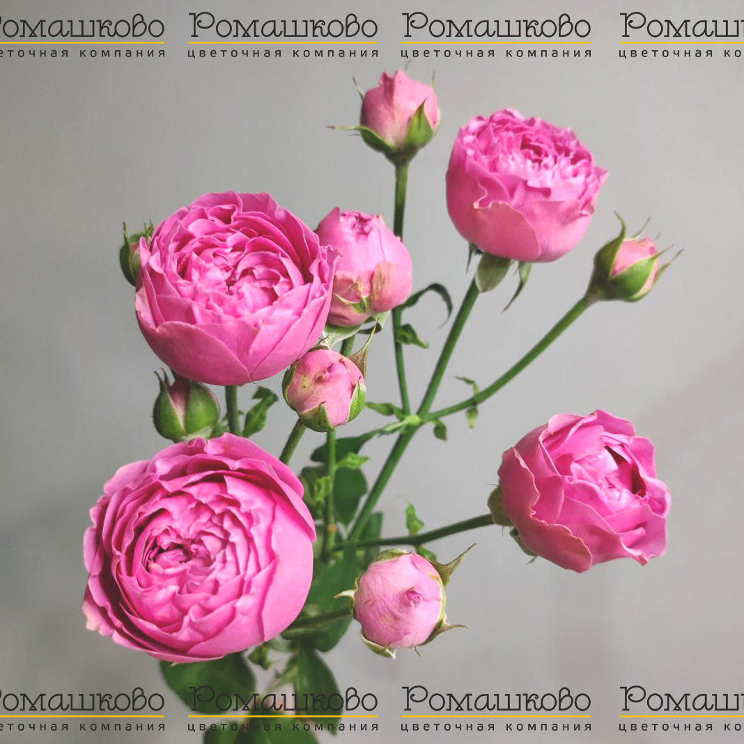 Роза кустовая Мисти баблс (Голландия) 40см