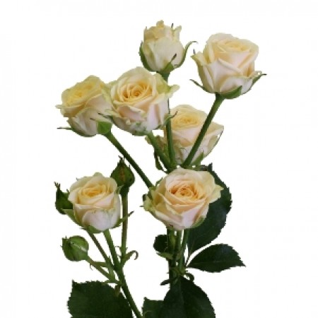 Роза кустовая Пати Тренд (Голландия) 60см