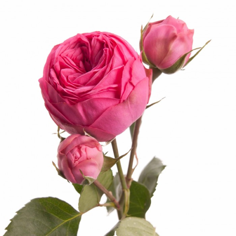 Роза кустовая пионовидная (Голландия) 40см