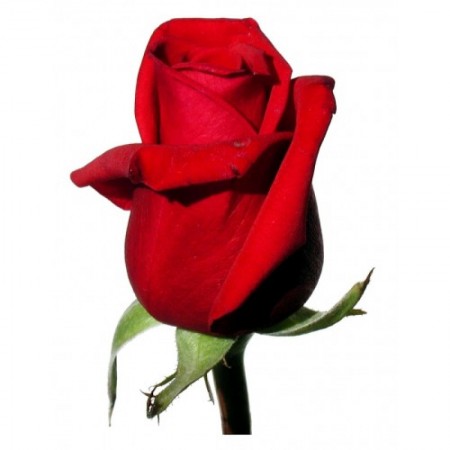 Роза красная (Кения) 40 см за 150 - «Ромашково» в Красноярске