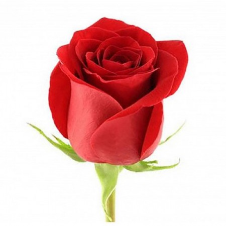 Роза красная (Эквадор) 40 см за 240 - «Ромашково» в Красноярске