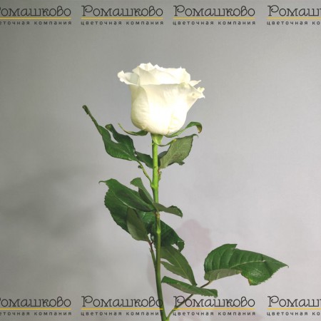 Роза Мондиаль (Эквадор) 50 см за 270 - «Ромашково» в Красноярске