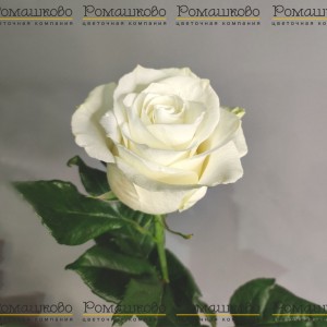 Превью Роза Мондиаль (Эквадор) 50 см