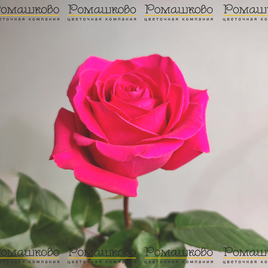 Роза Пинк Флойд (Эквадор) 50 см
