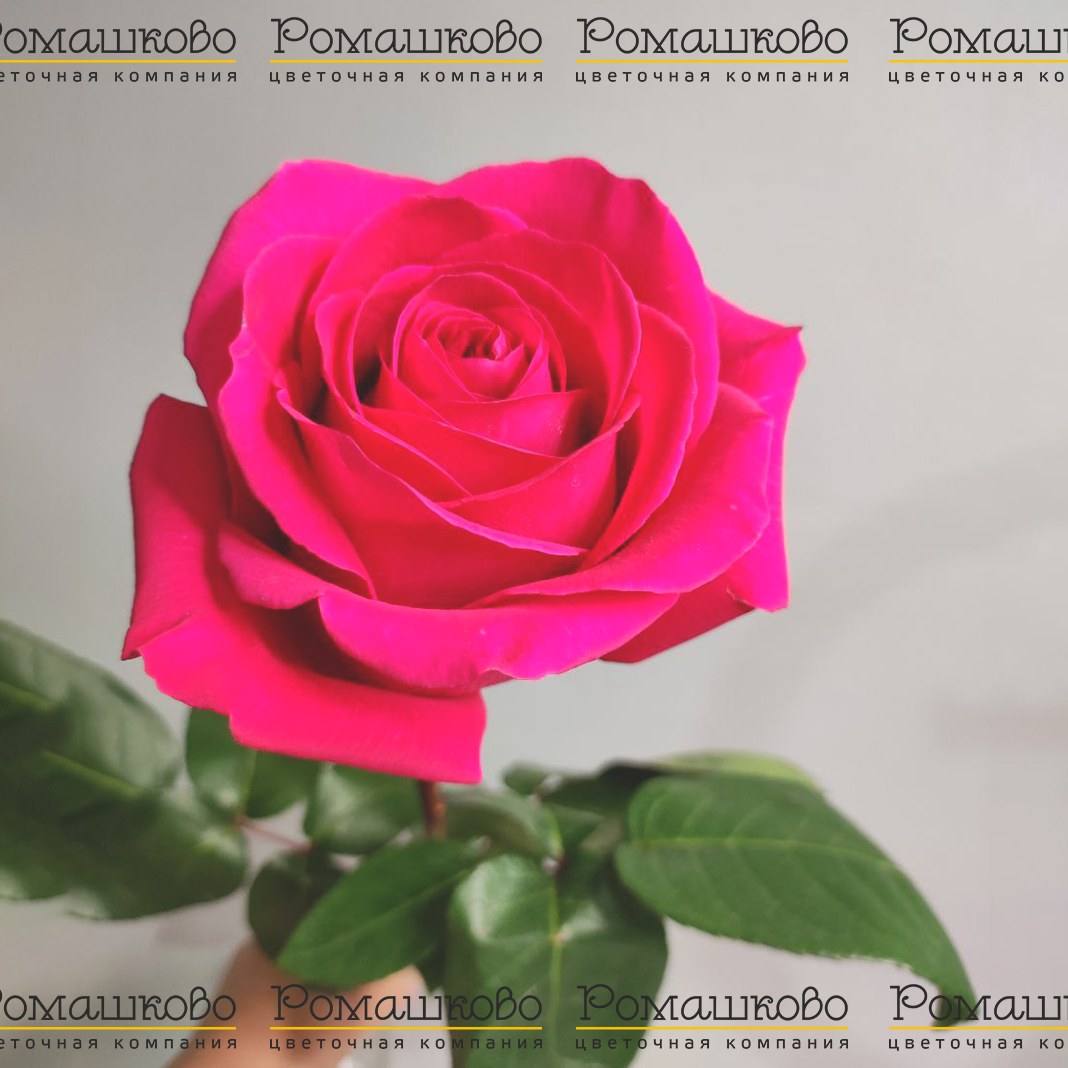 Роза Пинк Флойд (Эквадор) 50 см