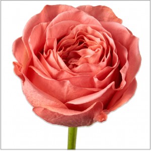 Превью Роза Пинк Экспрешен (Эквадор) 60 см