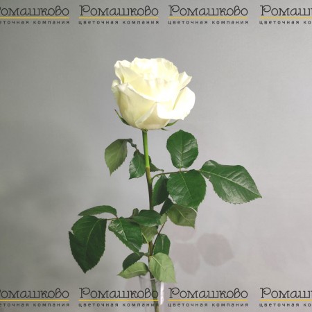 Роза Фест Леди (Эквадор) 50 см за 270 - «Ромашково» в Красноярске