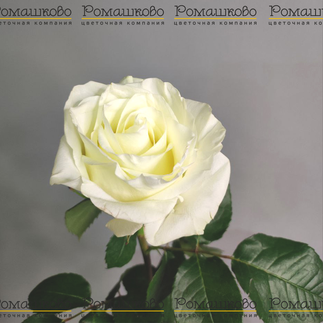 Роза Фест Леди (Эквадор) 50 см