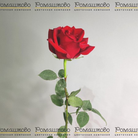 Роза Эксплорер (Эквадор) 50 см за 270 - «Ромашково» в Красноярске