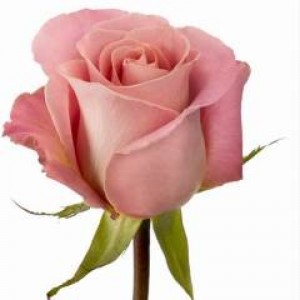 Превью Роза Эрмоза (Эквадор) 50 см