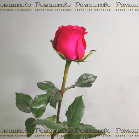 Роза Готча (Эквадор) 60 см за 270 - «Ромашково» в Красноярске