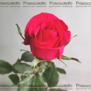 Превью Роза Готча (Эквадор) 90 см