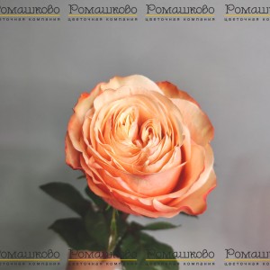 Превью Роза Кахала (Эквадор) 60 см