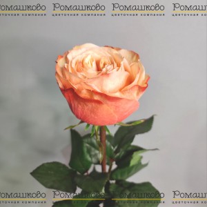 Превью Роза Кахала (Эквадор) 60 см