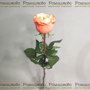 Превью Роза Кахала (Эквадор) 60 см