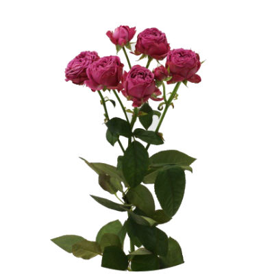 Роза кустовая (Голландия) 60см