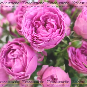 Превью Роза кустовая Мисти баблс (Голландия) 70см