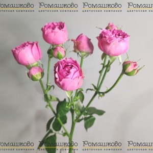 Превью Роза кустовая Мисти баблс (Голландия) 70см