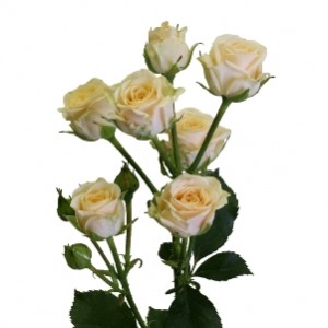 Превью Роза кустовая Пати Тренд (Голландия) 70см