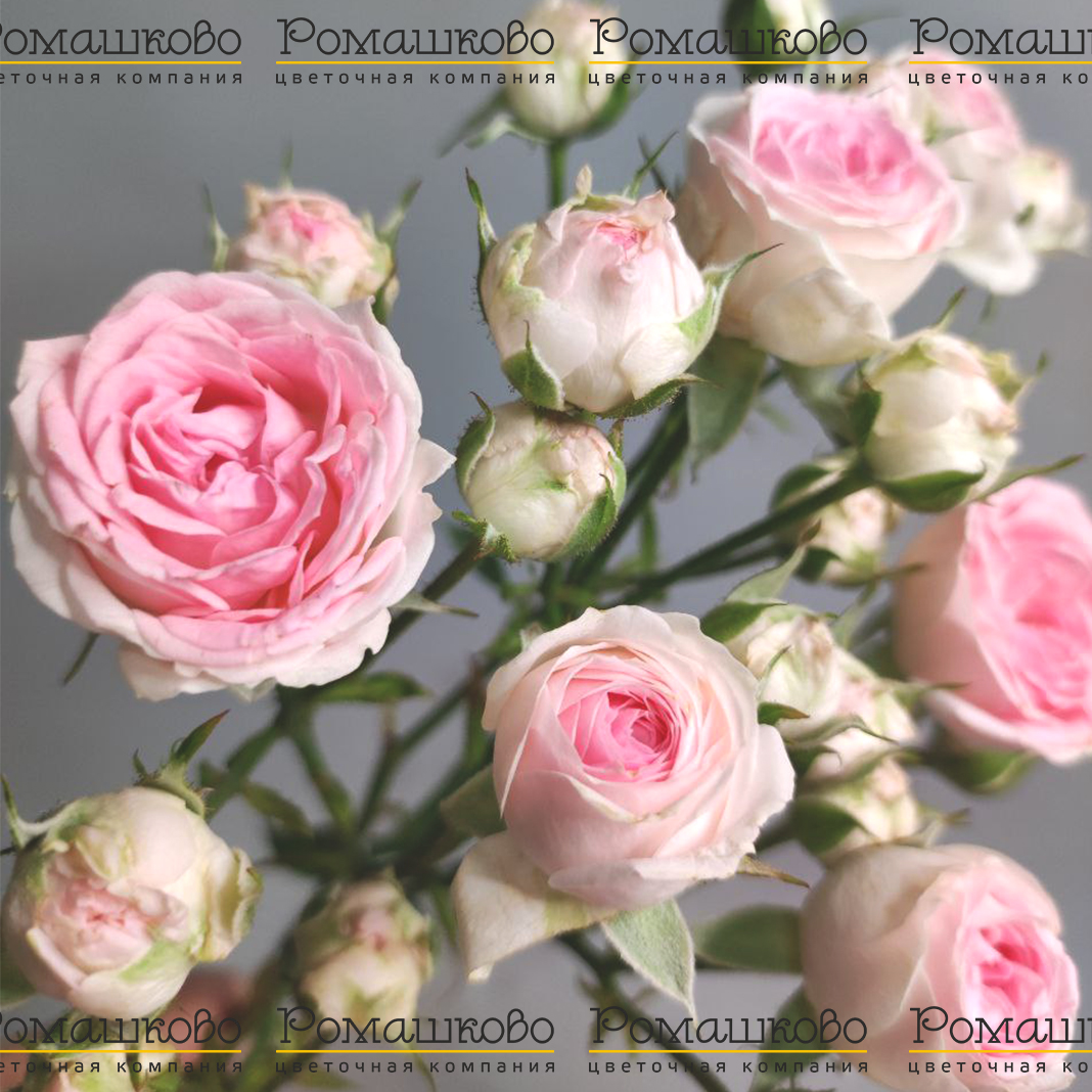 Роза кустовая пионовидная (Голландия) 50см