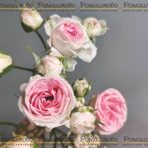 Превью Роза кустовая пионовидная (Голландия) 50см