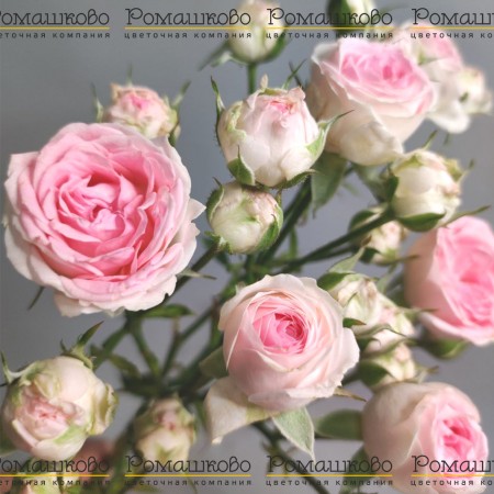 Роза кустовая пионовидная (Голландия) 70см