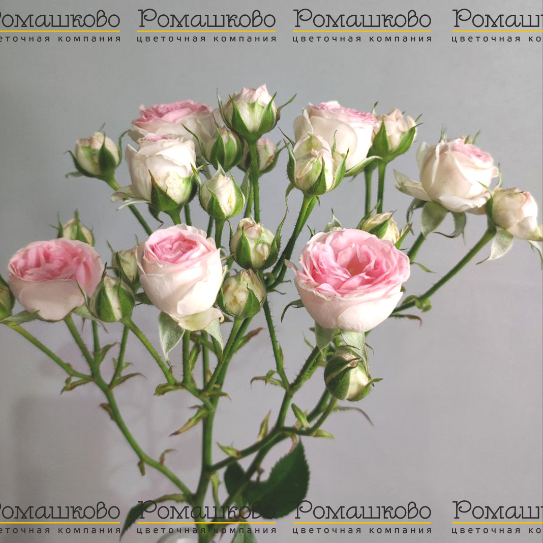 Роза кустовая пионовидная (Голландия) 70см