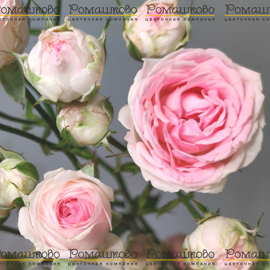 Роза кустовая пионовидная (Голландия) 70см