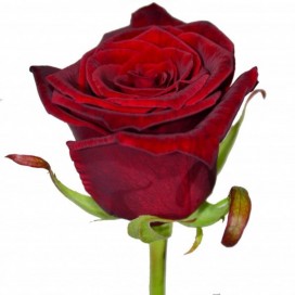 Роза красная (Казахстан) 70см