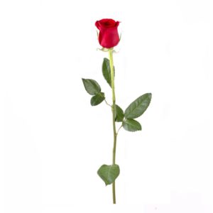 Роза красная ЛЮКС (Казахстан) 60см