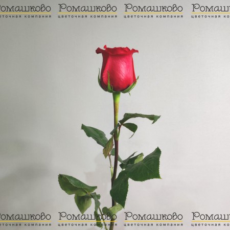 Роза красная (Эквадор) 50 см за 270 - «Ромашково» в Красноярске