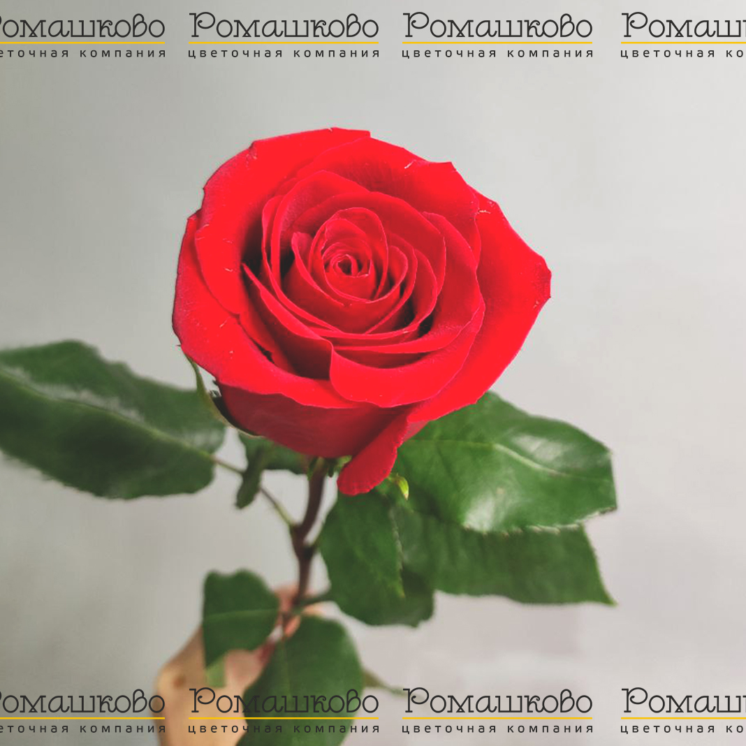 Роза красная (Эквадор) 60 см