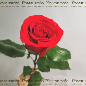 Превью Роза красная (Эквадор) 80 см
