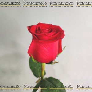 Превью Роза красная (Эквадор) 150 см