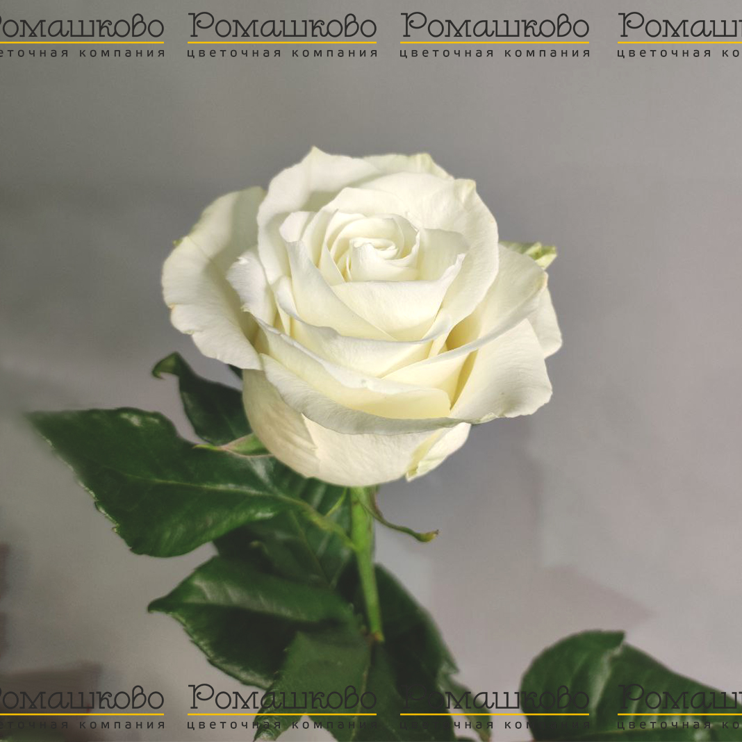 Роза Мондиаль (Эквадор) 80 см