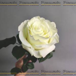 Превью Роза Фест Леди (Эквадор) 60 см