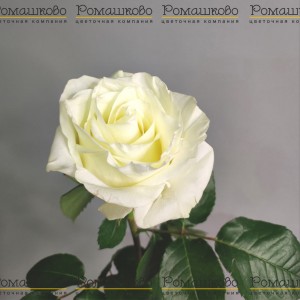 Превью Роза Фест Леди (Эквадор) 60 см