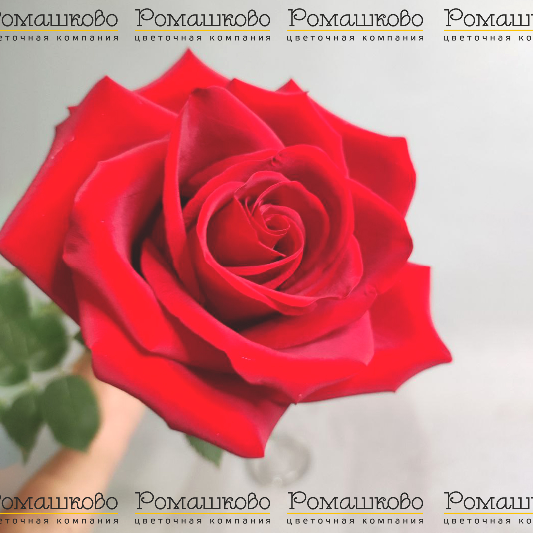 Роза Эксплорер (Эквадор) 70 см