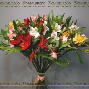 Превью Альстромерия 11 шт (80см)