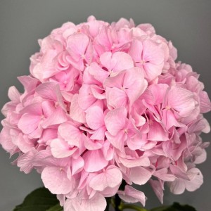 Превью Нежно-розовая гортензия