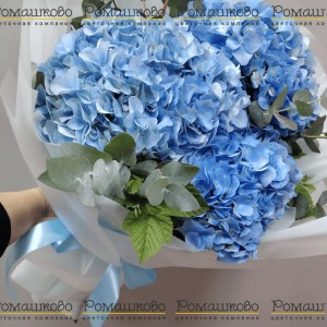 Превью Букет из 3 нежно-голубых гортензий