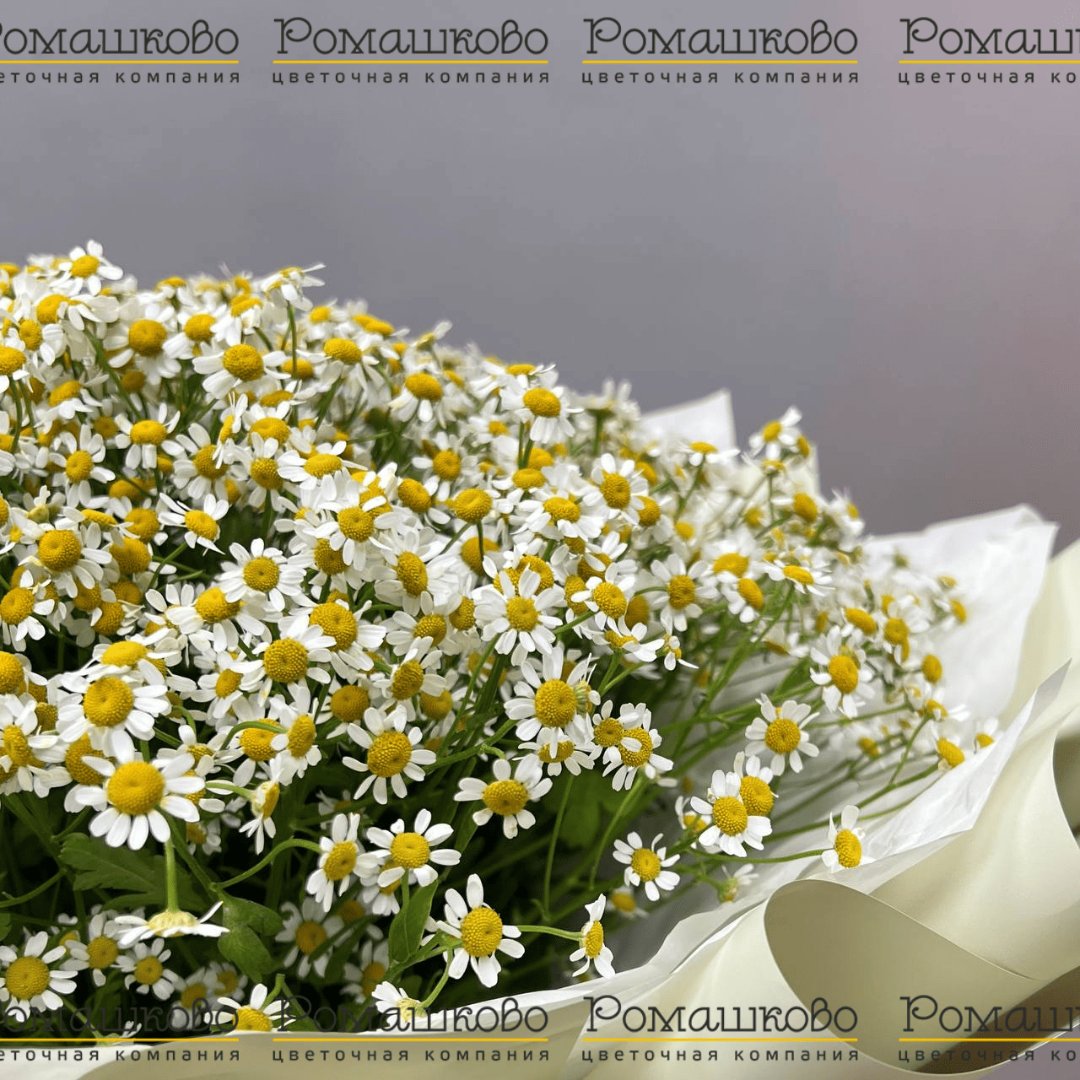 Букет «Ромашковый луг»