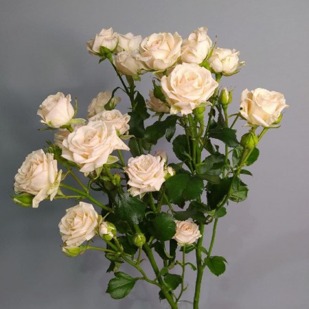 Кремовая кустовая роза за 850 - «Ромашково» в Красноярске