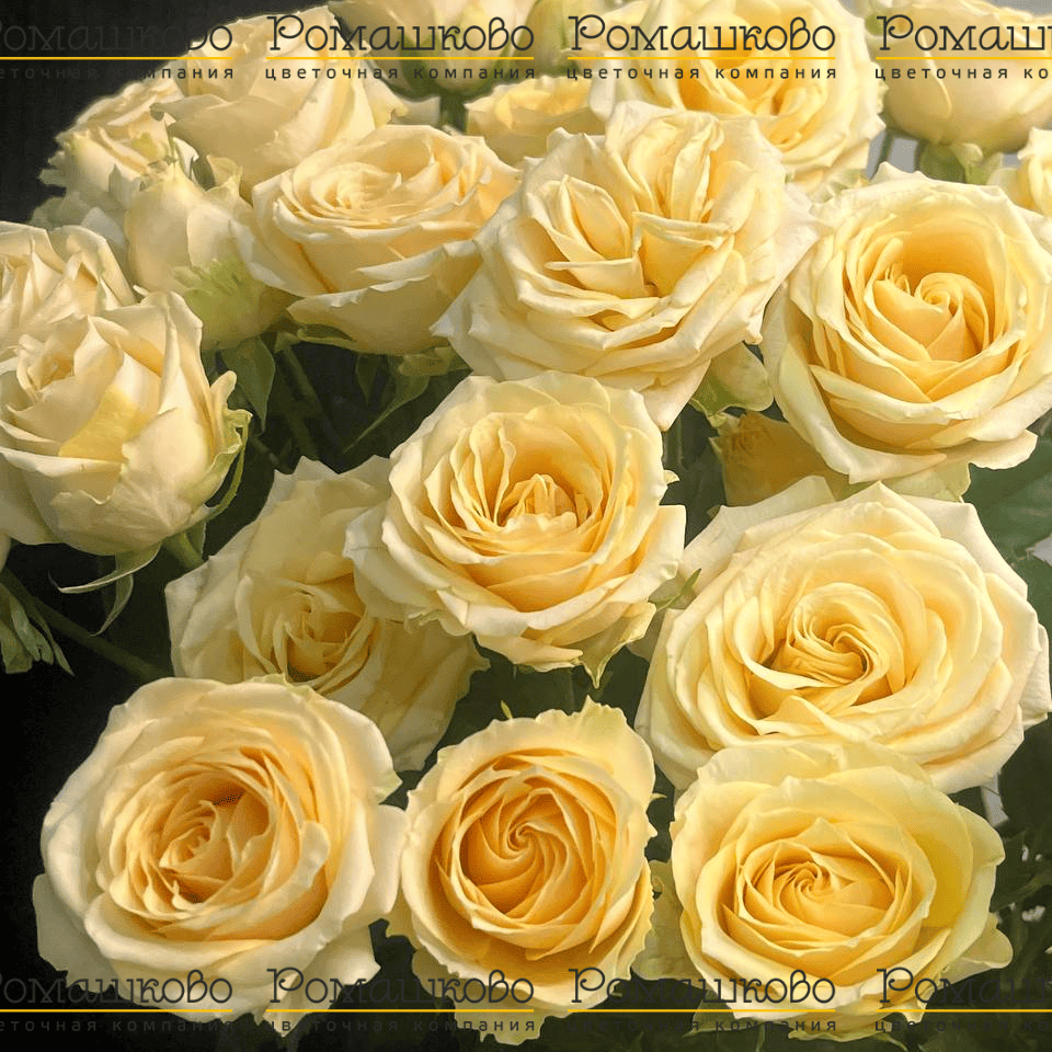 Кремовая кустовая роза