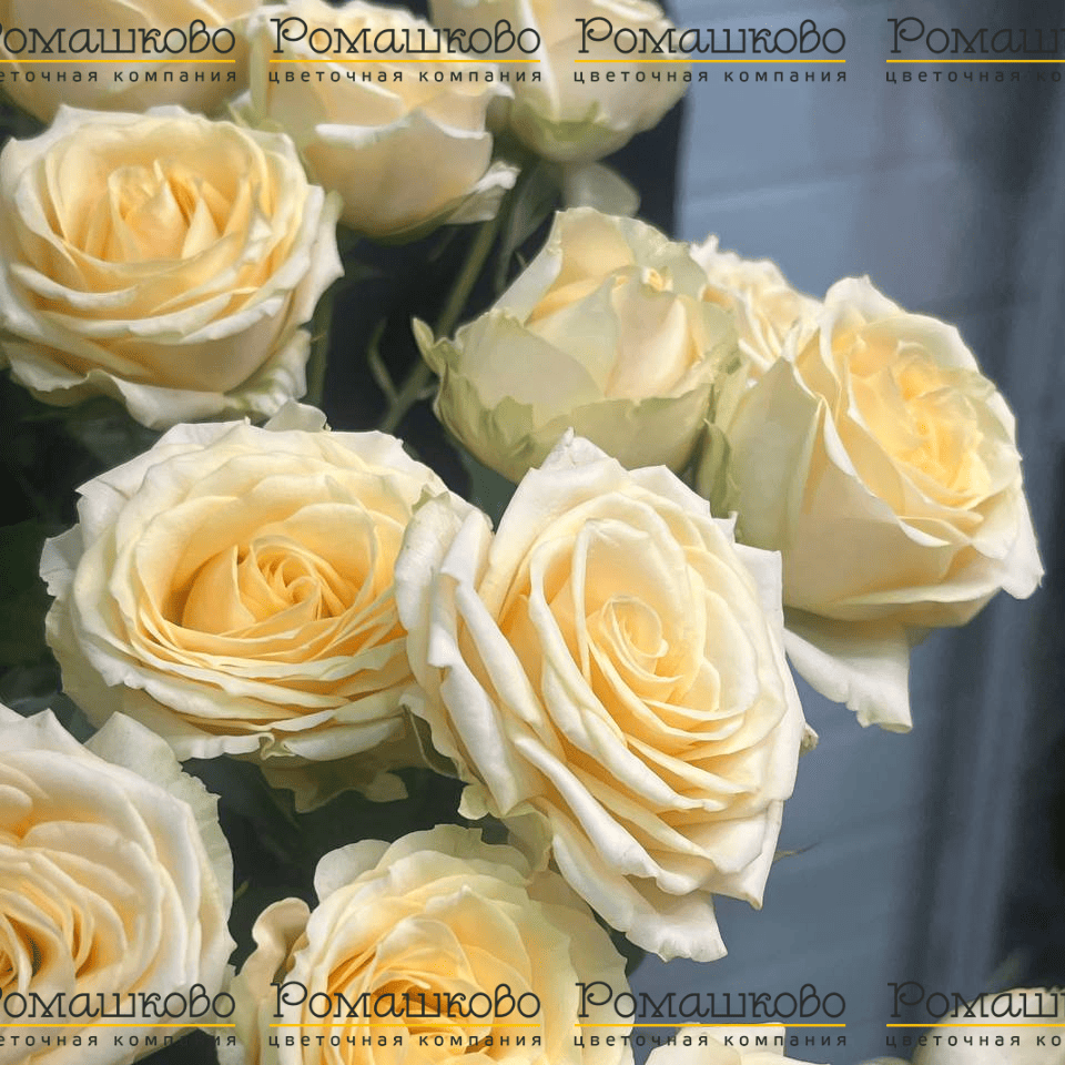 Кремовая кустовая роза