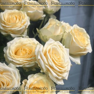 Превью Кремовая кустовая роза