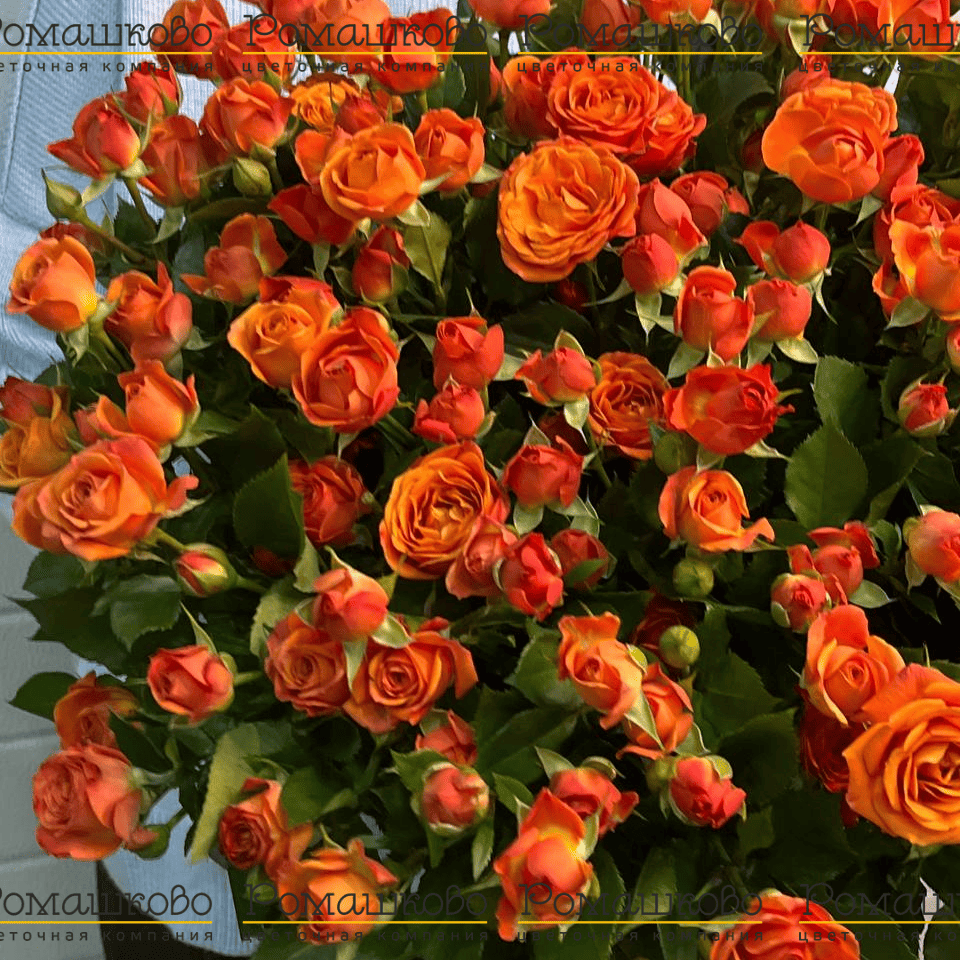 Оранжевая кустовая роза