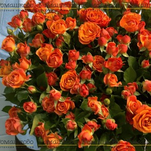 Превью Оранжевая кустовая роза