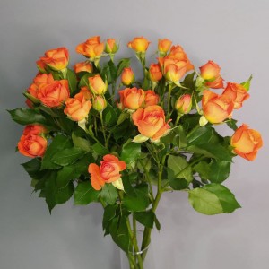 Превью Оранжевая кустовая роза